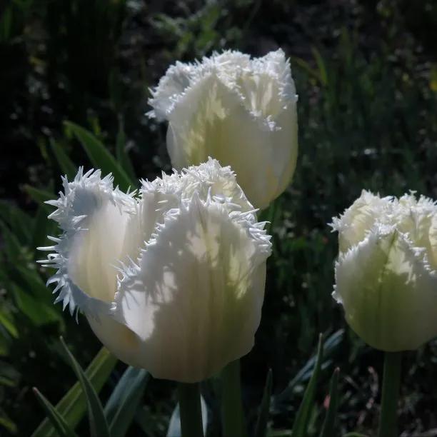 Honeymoon Tulip Bulbs (Tulipa Honeymoon)